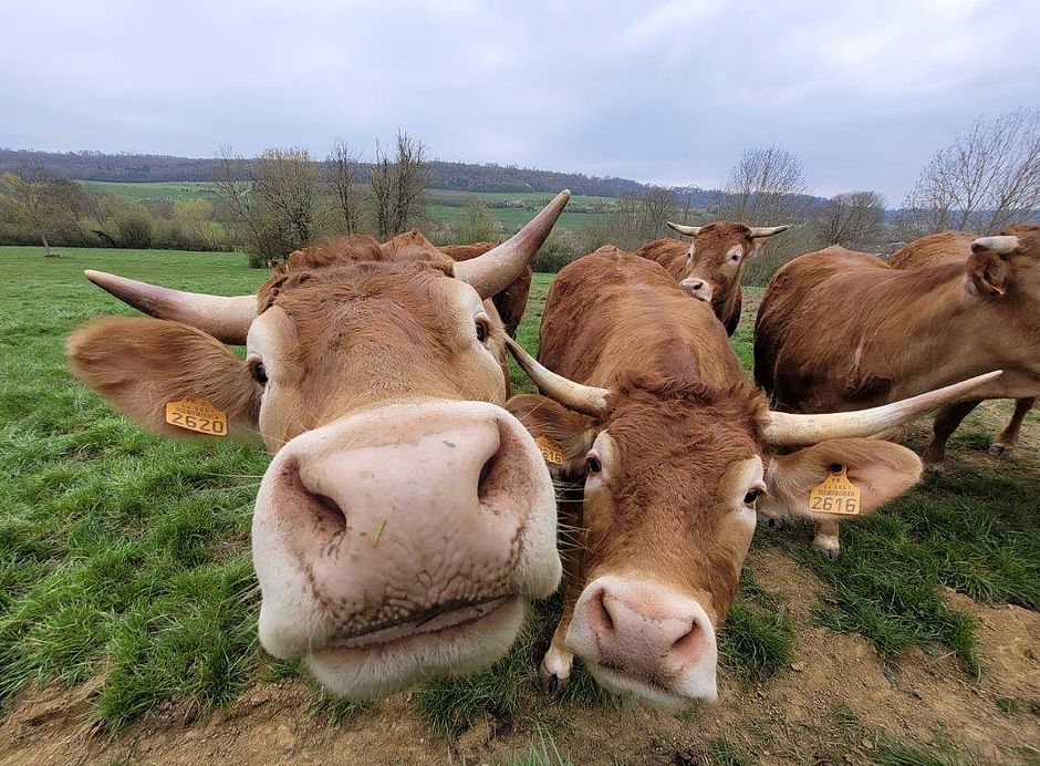Gros gros sur vaches Limousines dans la Vallée de la Mauchère - Agrandir l'image, .JPG 144,8 Ko (fenêtre modale)